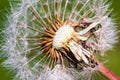 Detail of part dandelion`s head