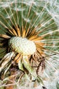 Detail of part dandelion`s head