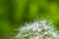 Detail of part of dandelion`s ripe white seeds