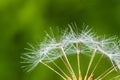 Detail of part of dandelion`s ripe white seeds