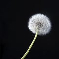 The Detail of past bloom dandelion on black blur background Royalty Free Stock Photo