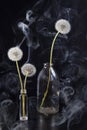 The Detail of past bloom dandelion with smoke on black blur background Royalty Free Stock Photo