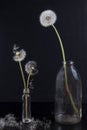 The Detail of past bloom dandelion with smoke on black blur background Royalty Free Stock Photo