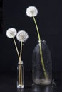 The Detail of past bloom dandelion with smoke on black blur background Royalty Free Stock Photo