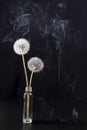 The Detail of past bloom dandelion with smoke on black blur background Royalty Free Stock Photo