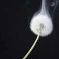 The Detail of past bloom dandelion with smoke on black blur background Royalty Free Stock Photo