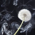 The Detail of past bloom dandelion with smoke on black blur background Royalty Free Stock Photo