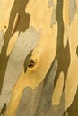 Detail Of The Patchy Bark Of A Wild Eucalyptus Tree