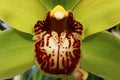 Detail of patchy red to white lip of yellow Cymbidium boat orchid flower Royalty Free Stock Photo