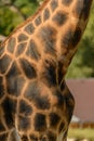 Detail of pattern on giraffe neck and chest