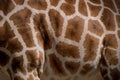 Detail of the pattern of the giraffe skin