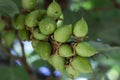 Detail of paulownia tomentosa fruits