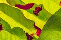 Detail of peach leaves with leaf curl Taphrina deformans disease Royalty Free Stock Photo