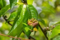 Detail of peach leaves with leaf curl, Taphrina deformans, disease. Leaf disease outbreak contact the tree leaves Royalty Free Stock Photo