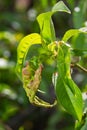 Detail of peach leaves with leaf curl, Taphrina deformans, disease. Leaf disease outbreak contact the tree leaves Royalty Free Stock Photo