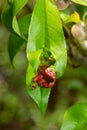 Detail of peach leaves with leaf curl, Taphrina deformans, disease. Leaf disease outbreak contact the tree leaves Royalty Free Stock Photo