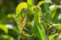 Detail of peach leaves with leaf curl, Taphrina deformans, disease. Leaf disease outbreak contact the tree leaves Royalty Free Stock Photo