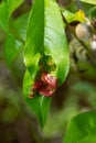 Detail of peach leaves with leaf curl, Taphrina deformans, disease. Leaf disease outbreak contact the tree leaves Royalty Free Stock Photo