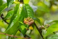 Detail of peach leaves with leaf curl, Taphrina deformans, disease. Leaf disease outbreak contact the tree leaves Royalty Free Stock Photo