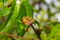 Detail of peach leaves with leaf curl, Taphrina deformans, disease. Leaf disease outbreak contact the tree leaves Royalty Free Stock Photo