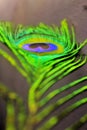 Detail of peacock feather, Beautiful feather of a bird