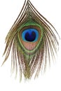 Detail of peacock feather eye Royalty Free Stock Photo