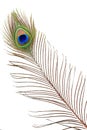 Detail of peacock feather eye