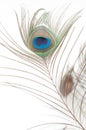 Detail of peacock feather eye Royalty Free Stock Photo