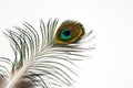 Detail of peacock feather eye on white background. Isolated. Royalty Free Stock Photo