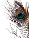 Detail of peacock feather eye on white background Royalty Free Stock Photo