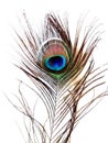 Detail of peacock feather eye on white background Royalty Free Stock Photo