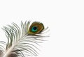 Detail of peacock feather eye on white background. Isolated. Royalty Free Stock Photo