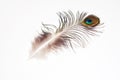 Detail of peacock feather eye on white background. Isolated. Royalty Free Stock Photo