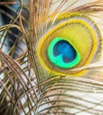 Detail peacock feather