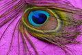 Detail of peacock feather on a purple background Royalty Free Stock Photo