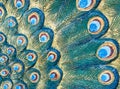 Detail of the peacock tail pattern.