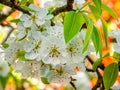 Detail of a pear blossoms in a branch in spring with blurred background