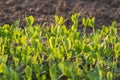 Detail on a Peas Plant in a vegetable bed of Garden at Sunset Royalty Free Stock Photo