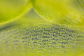 Detail of peat moss leaf (Sphagnum) Royalty Free Stock Photo