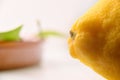 Detail of the pedicel of the lemon Royalty Free Stock Photo