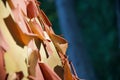 Detail of peeling papery bark of arbutus tree stands out against dark background