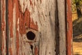 Detail of peeling red paint on aged wood for background Royalty Free Stock Photo