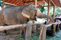 People feeding the elephant bananas in the zoo