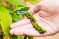 Detail of pepper in hand, Pepper Garden Farm, Phu Quoc Island, Vietnam