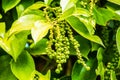 Detail of pepper plant, Pepper Garden Farm, Phu Quoc Island, Vietnam Royalty Free Stock Photo