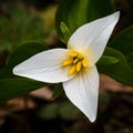 Detail of perfect Western Trillium flower