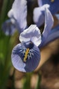 Mini Iris flower Royalty Free Stock Photo