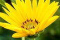 Detail petals of yellow flower - closeup Royalty Free Stock Photo