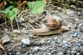 Detail photo of beautiful snail or slug Royalty Free Stock Photo