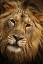 Young lion Royalty Free Stock Photo